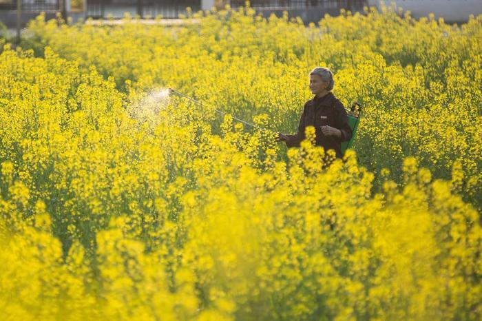 革命老區(qū)10萬(wàn)畝油菜花開(kāi)