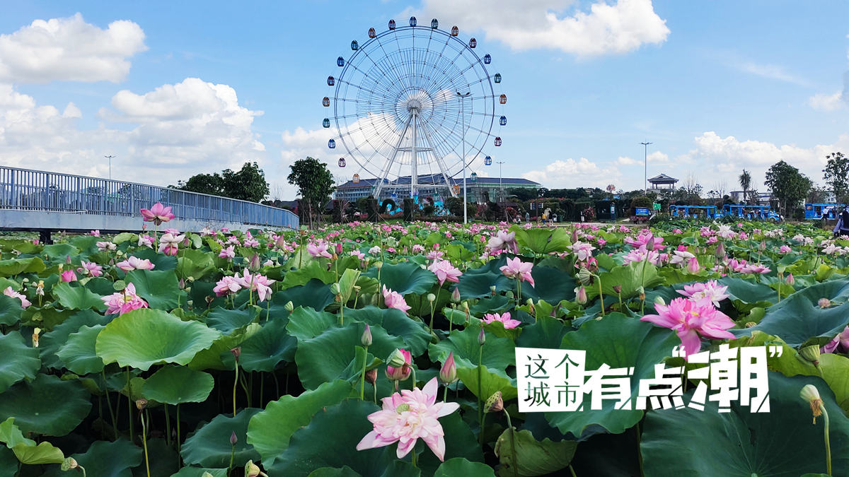 【這個城市有點(diǎn)潮】貴港：今夕是“荷”夕 這座城怎么“荷”里“荷”氣的